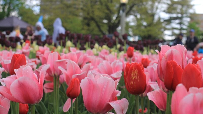 tulip garden kashmir