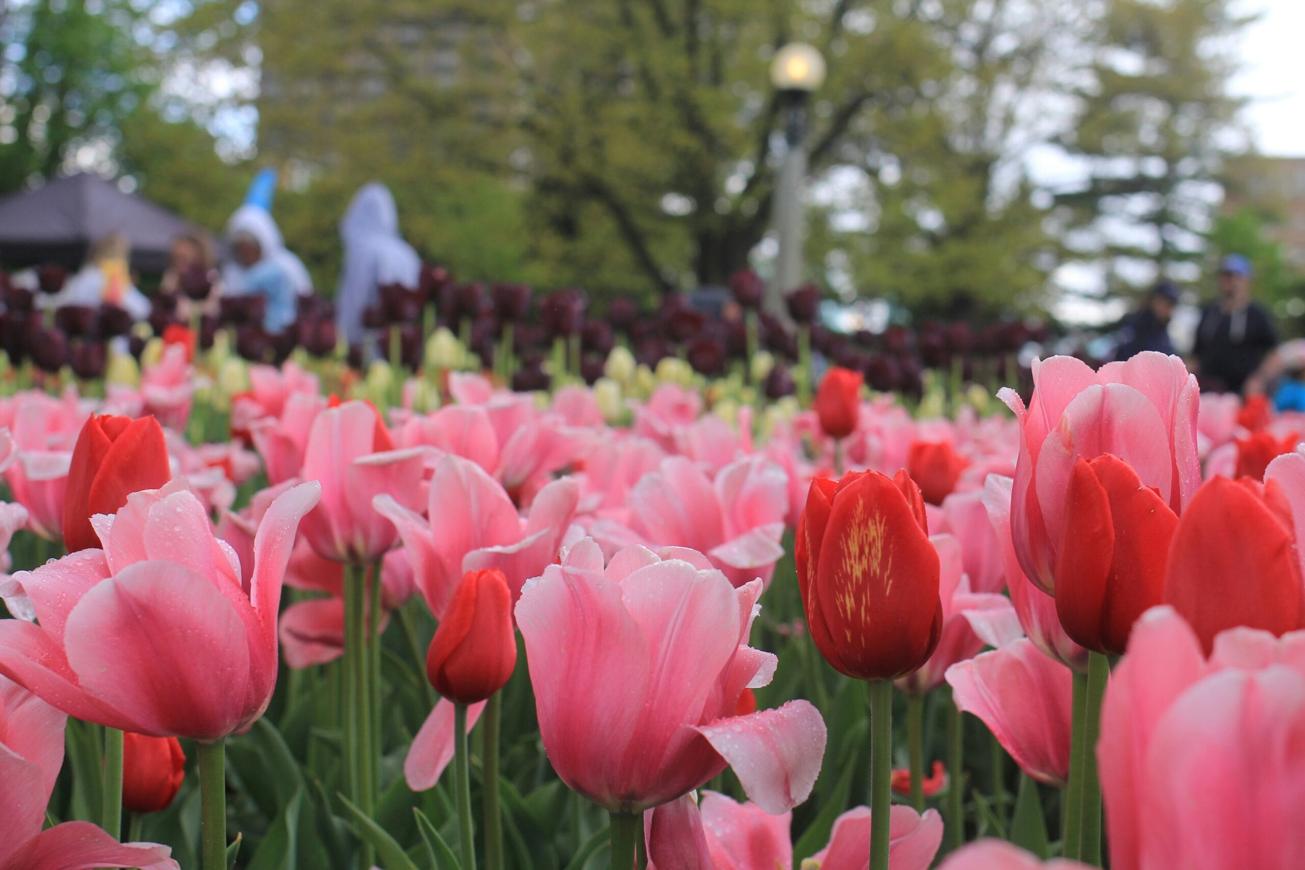 Tulip Garden – Srinagar, Kashmir