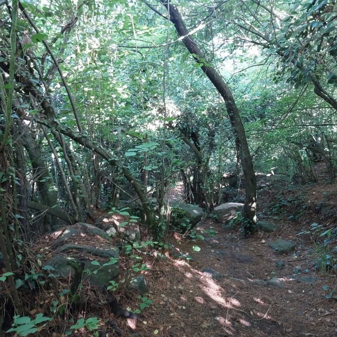 Dachigam National Park – Kashmir