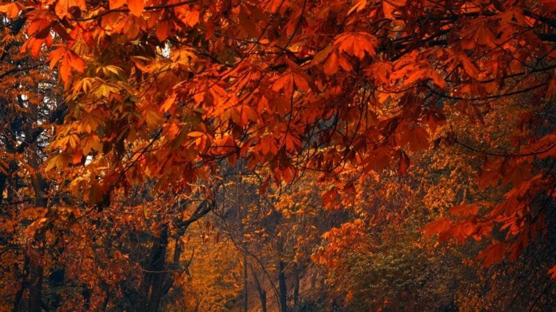 Kashmir in Autumn