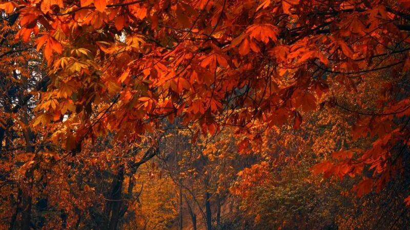 Kashmir in Autumn
